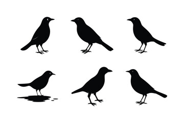 Blackbird silhouette bundle  illustration, Blackbird silhouette  vector 