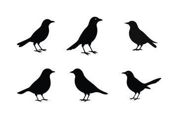 Blackbird silhouette bundle  illustration, Blackbird silhouette  vector 
