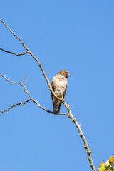 Red shouldered hawk perched in a tree