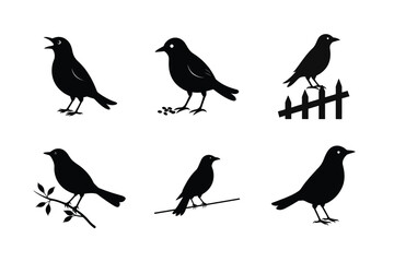 Blackbird silhouette bundle  illustration, Blackbird silhouette  vector 