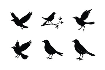 Blackbird silhouette bundle  illustration, Blackbird silhouette  vector 