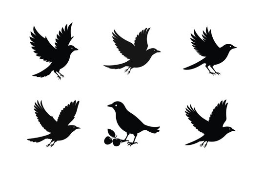 Blackbird silhouette bundle  illustration, Blackbird silhouette  vector 