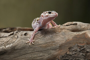 A leopard gecko is exploring a branch, its colorful patterns highlighted by soft lighting.