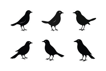 Blackbird silhouette bundle  illustration, Blackbird silhouette  vector 