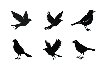 Blackbird silhouette bundle  illustration, Blackbird silhouette  vector 