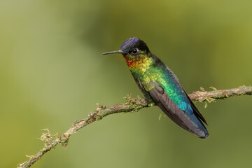 Fiery-throated Hummingbird, Panterpe insignis, colorful bird sitting on branch. Mountain bright animal from Central America