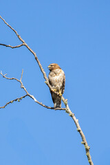 Red shouldered hawk perched in a tree