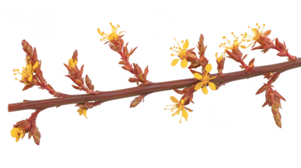 Macro Shot of Blooming Branch with PNG Transparent Background