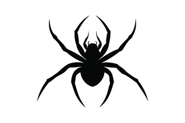 spider on a white background