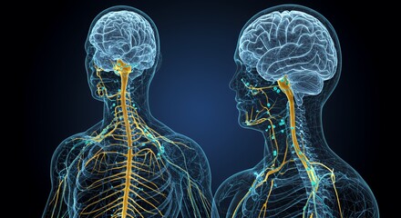 Human Nervous System: 3D Anatomy Model