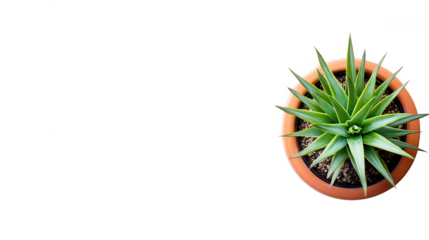 Aerial View of a Green Plant in a Pot Against a PNG transparent background