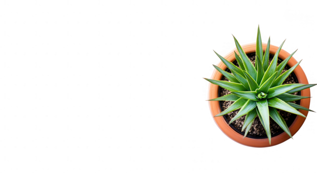 Aerial View of a Green Plant in a Pot Against a PNG transparent background