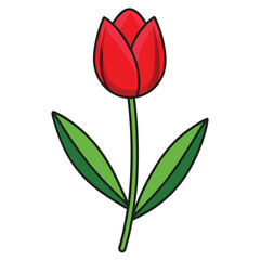 Red tulip with closed petals on a white background