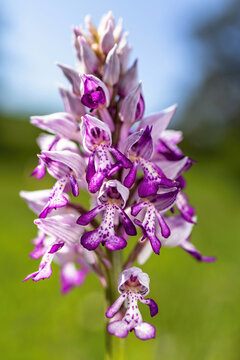Wild Military orchid flower blooming (Orchis militaris) bokeh green grass and blue sky background spring nature scene Strabisov-Oulehla Czech Republic