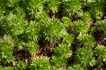 Dense cluster of vibrant decorative green moss