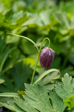 Fritillaria meleagris in lush green surroundings