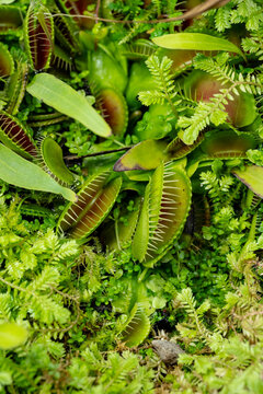 Venus flytrap in dense green foliage