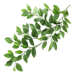 Fototapeta premium Green leaf branch sprig isolated on transparent background