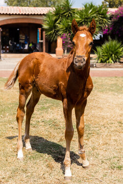 Young foal standing in sunny outdoor setting
