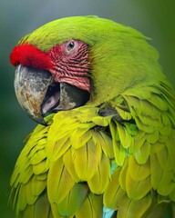 Close up portrait of a Green Macaw with bright feathers and expressive eyes, against a blurry natural background. The beauty of a captivating tropical bird
