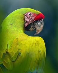Close up portrait of a Green Macaw with bright feathers and expressive eyes, against a blurry natural background. The beauty of a captivating tropical bird