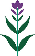 Foxtail flower vector illustration on transparent background.