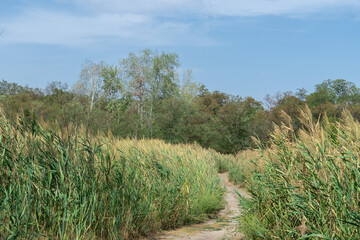 Obraz premium Country road among the green reeds. Stalk cane blowing in the wind from both sides pedestrian path. View on brown bulrush in the swamp. Nature outdoors plants growing.