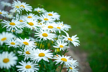 Fototapeta premium A large daisy bush in the field.White chamomile field.Collecting wildflowers.A summer background for congratulations.