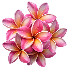 Fototapeta premium Pink plumeria frangipani flower isolated on transparent background 