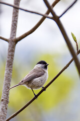 la mésange nonnette