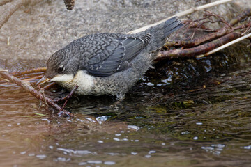 cincle plongeur juvénile