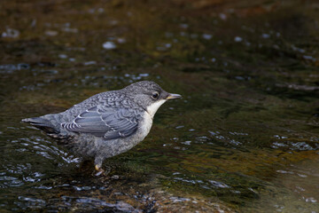 cincle plongeur juv&eacute;nile
