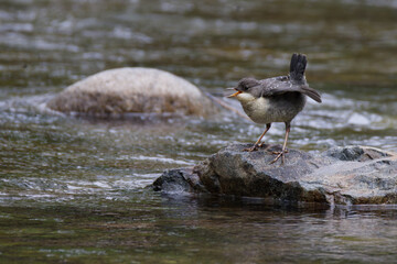cincle plongeur juv&eacute;nile
