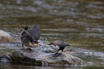 nourrissage du jeune cincle plongeur