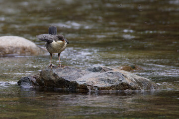 cincle plongeur juv&eacute;nile