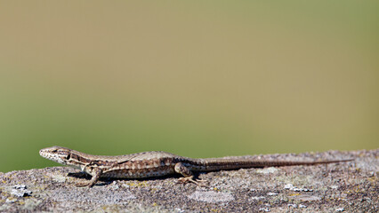 le lézard des murailles