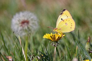 papillon souci