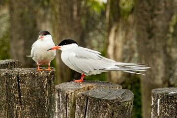 Two elegant terns perching on weathered wooden posts
