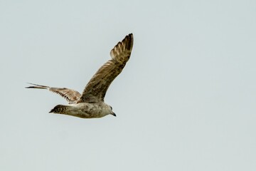 Juvenile european herring gull soaring in pale sky