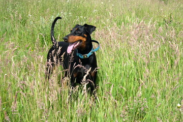 doberman dog in a wild field summer Cornwall uk