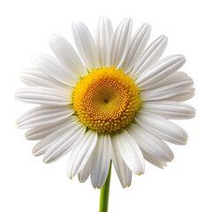 Fototapeta premium Realistic image of a Daisy flower on a transparent background 