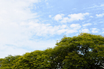 green trees and blue sky