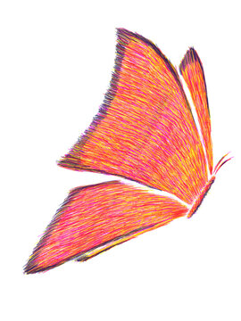 Colorful Butterfly