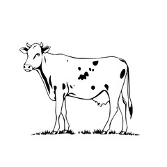 Dairy Cow Profile: A stark monochrome line art illustration depicts a spotted cow standing in grass, showcasing its graceful form and serene presence.
