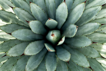 Fototapeta premium Agave macroacantha, black-spined agave or large-thorned agave