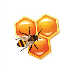 Honey bees perched in honeycombs