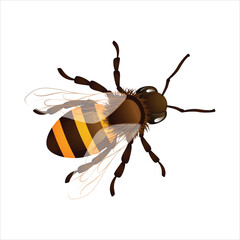 Honey bee isolated on white background