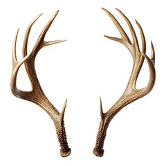 Obraz premium Elegant Deer Antlers, Perfect for Decorative Use