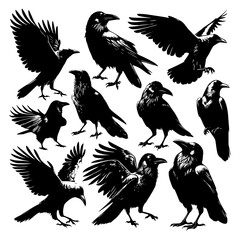 set of crow silhouettes with flying wings, a wildlife vector illustration of a bird symbol