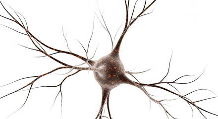 Detailed illustration of a nerve cell (neuron) showcasing its intricate dendrites, isolated on a white background. Perfect for biology, science, and medical themes.
